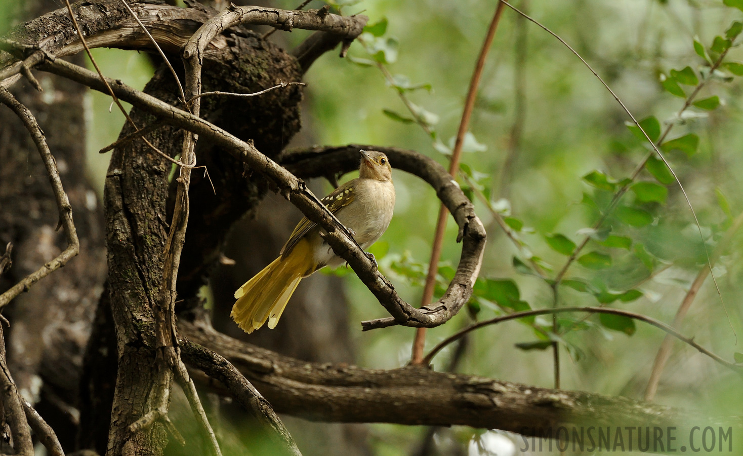 Nicator gularis [550 mm, 1/160 sec at f / 9.0, ISO 1600]